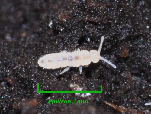 Folsomia candida