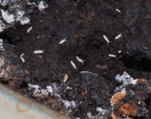 Folsomia candida