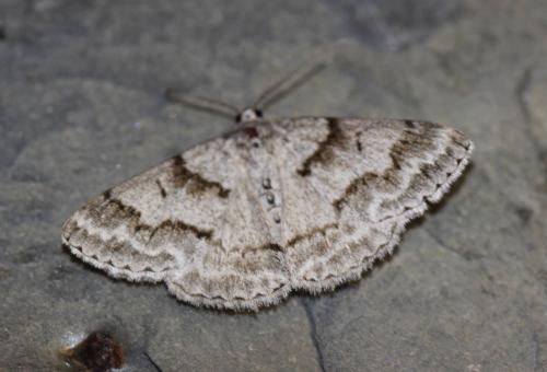 Pseudoterpna coronillaria