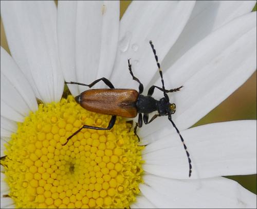 Stictoleptura maculicornis