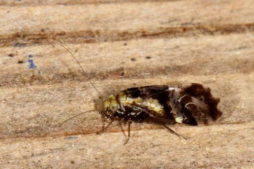 Réf. 120 033 : Loensia fasciata
