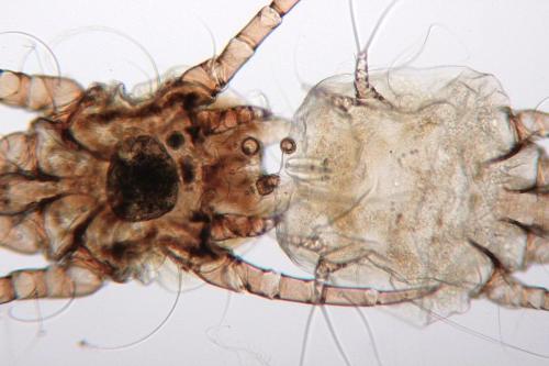 Psoroptes cuniculi