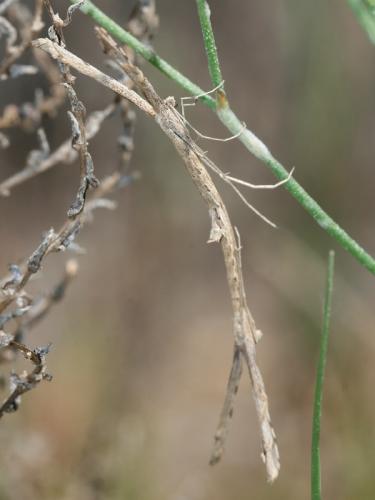 Agdistis sp.