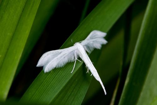 Réf. 120 409 : Pterophorus pentadactyla