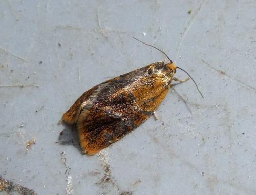 Réf. 120 883 : Ptycholoma lecheana