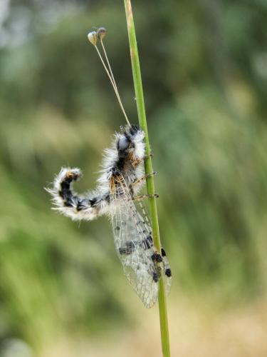 Réf. 120 162 : Puer maculatus