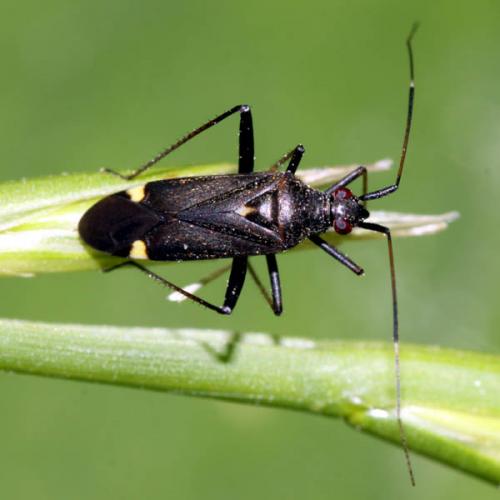 Closterotomus ventralis
