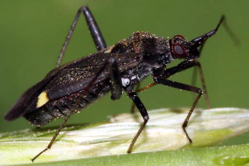 Closterotomus ventralis