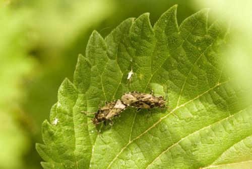 Réf. 120 867 : Heterogaster urticae