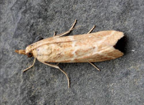Bradyrrhoa cantenerella