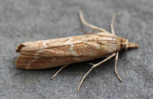 Bradyrrhoa cantenerella
