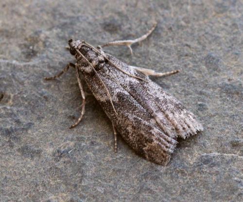 Apomyelois ceratoniae