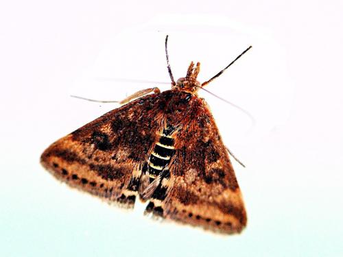 Réf. 120 232 : Pyrausta despicata
