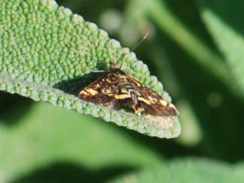 Pyrausta aurata