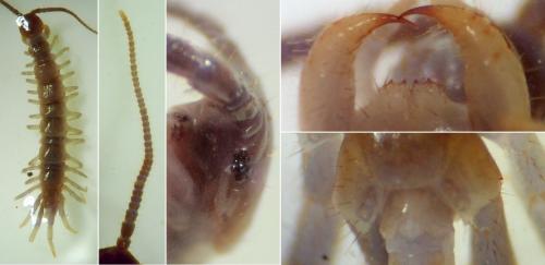 Réf. 120 978 : Lithobius muticus