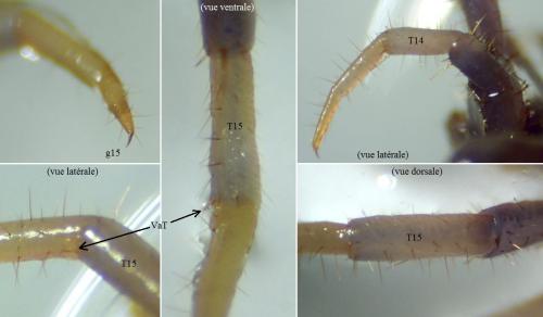 Lithobius muticus