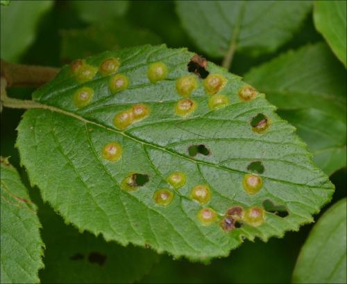 Réf. 120 173 : Sackenomyia reaumurii