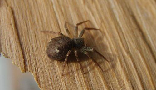 Réf. 120 378 : Pulchellodromus sp.