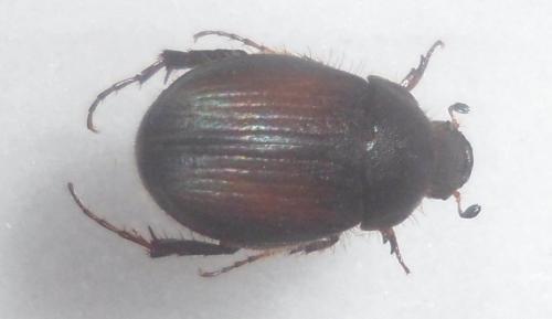 Omaloplia ruricola