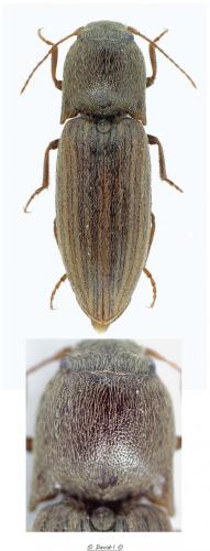 Agriotes lineatus