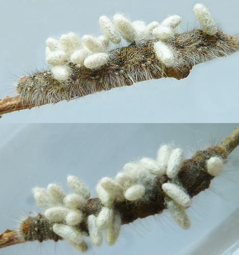 Réf. 120 151 : Microgastrinae inconnu