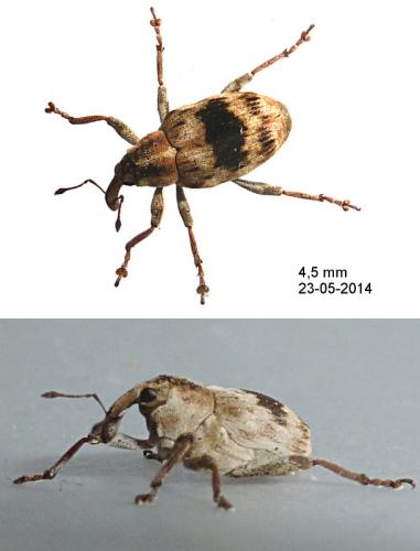 Tapinotus sellatus