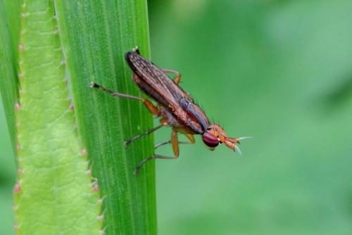 Limnia unguicornis