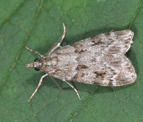 Scoparia ambigualis