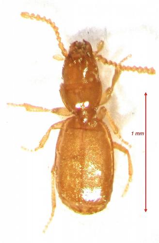 Hypotyphlus aubei