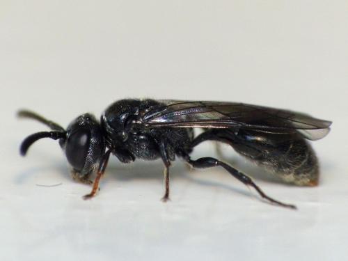Réf. 120 793 : Psenulus fuscipennis