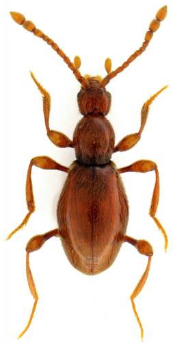 Réf. 120 299 : Scydmaenus perrisi