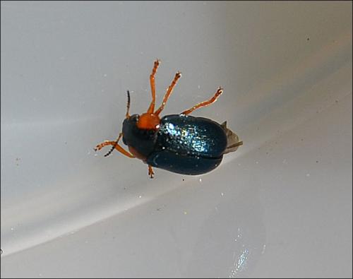 Smaragdina affinis