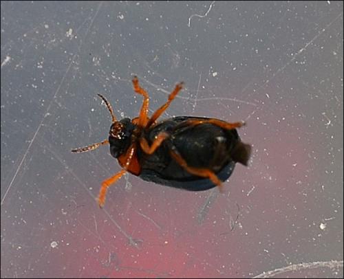 Smaragdina affinis