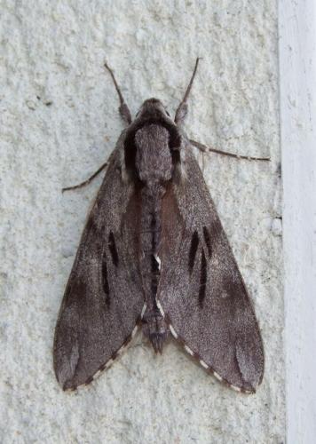 Réf. 120 238 : Sphinx pinastri