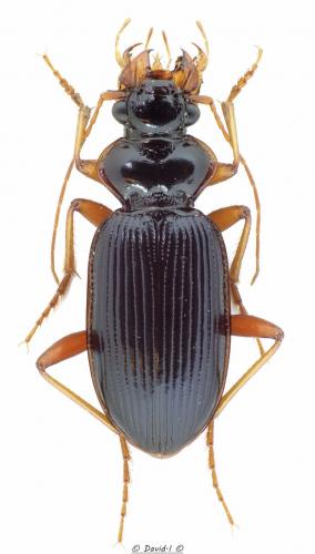 Leistus rufomarginatus