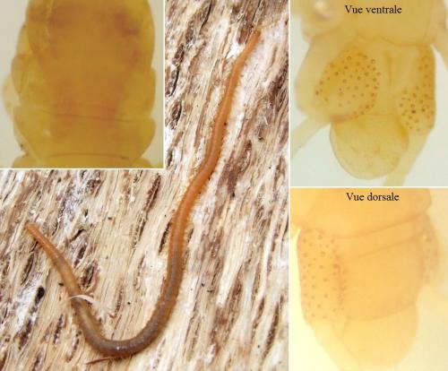 Réf. 120 119 : Stigmatogaster subterranea