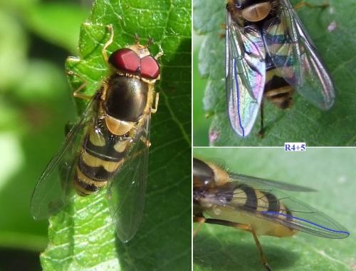 Réf. 120 481 : Parasyrphus vittiger