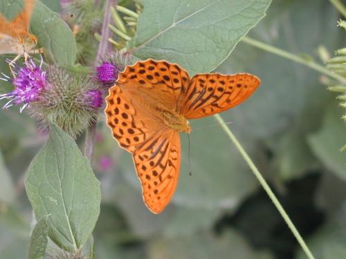 Argynnis paphia