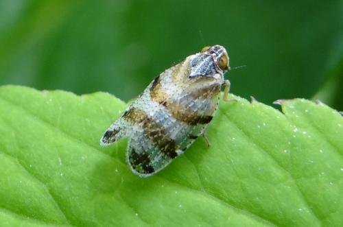 Tachycixius venustulus