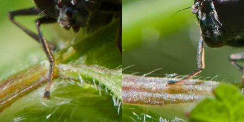 Cheilosia sp.