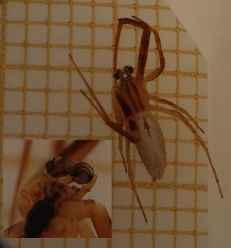 Uloborus walckenaerius