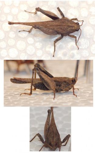 Tetrix sp.