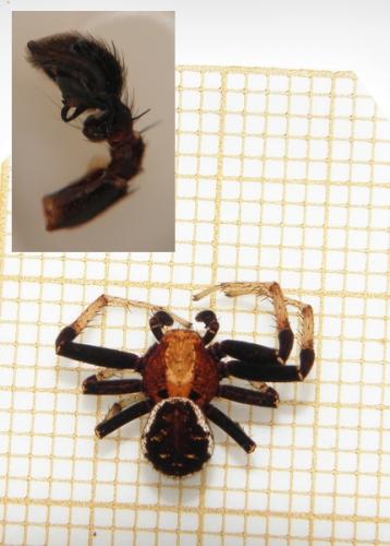 Xysticus luctator
