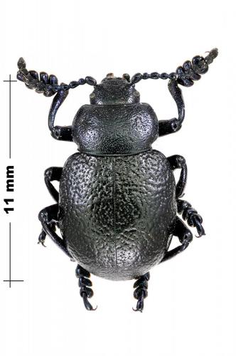 Réf. 120 320 : Timarcha strangulata