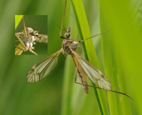 Réf. 120 078 : Tipula vernalis