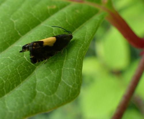 Pammene regiana