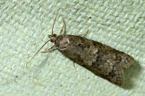 Cnephasia sp.