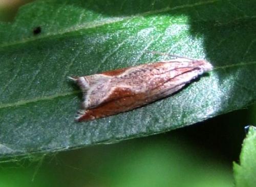 Réf. 120 914 : Ancylis diminutana