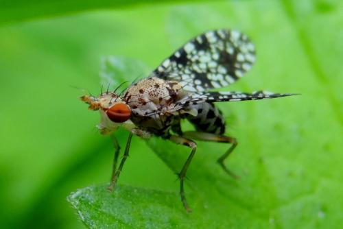 Réf. 120 849 : Trypetoptera punctulata