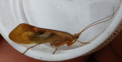 Réf. 120 294 : Limnephilus rhombicus